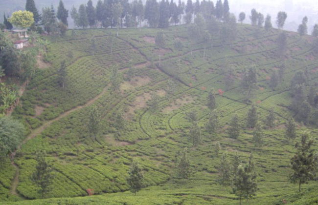 Full Day Bogor Puncak Private Car Rental and Sightseeing from Jakarta - Foto 2